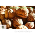 Gigitan kuarters cahaya walnut